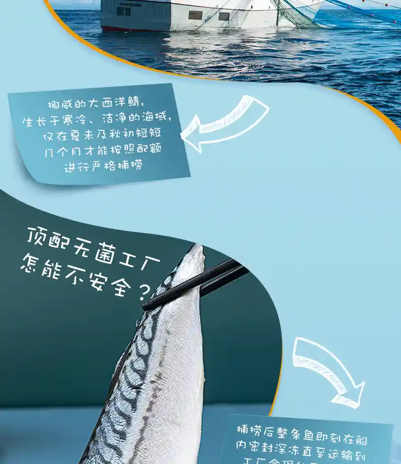 青花鱼_03.jpg